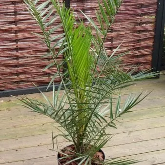 Fenixpalm