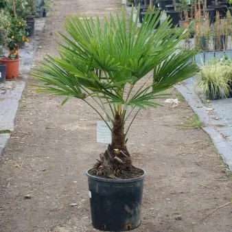 Chusanpalm