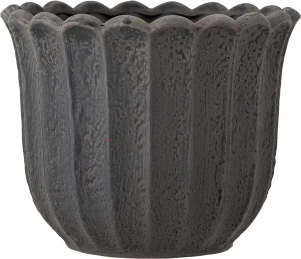 Chaca, blomkruka, mörkbrun